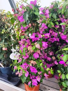Bougainvillea pyramida, P17