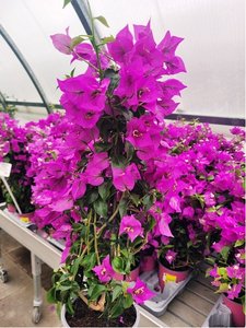 Bougainvillea pyramida, P 19