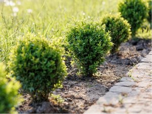 Buxus