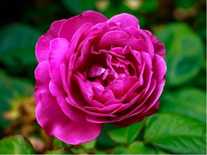 Růže stromková OLD PORT - purpurová
