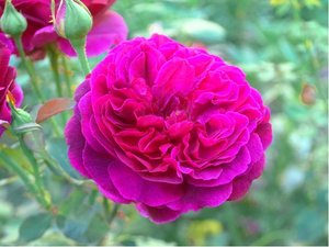 Růže stromková WILLIAM SHAKESPEARE - purpurová