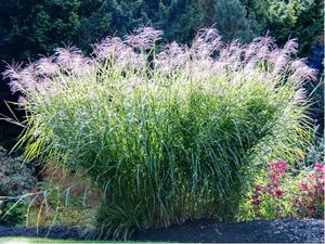 Miscanthus sin. - Ozdobnice nsk PINK CLOUD