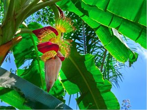 Banánovník - Musa sikkimensis RED TIGER - mrazuvzdorný