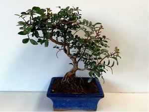 ek lentiek - Pistacia lentiscus - 7 let bonsai