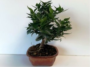 Citrus myrtifolia - 7 let bonsai