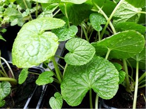 Wasabi MATSUM - prav japonsk ken