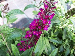 Buddleja davidii SUMMER BIRD MAGENTA - purpurov