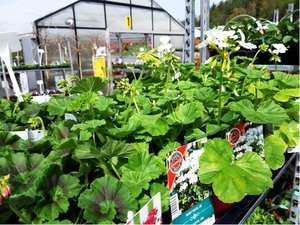 Pelargonie zonale x peltatum, K 12