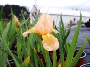 Kosatec nzk - Iris barbata nana ORCHID FLAIR - rovolut