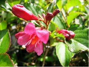 Weigela EVA RATHKE - karmnov erven, C 1 l