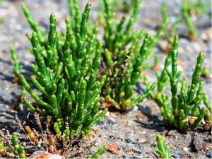 Slanoroec - Slan bylinka - Salicornia Europaea