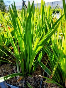 Ostice japonsk - Carex morrowii VARIEGATA