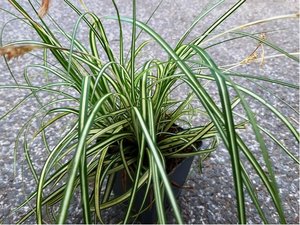 Ostice - Carex oshimensis EVERGOLD