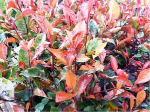 Blskavka - Photinia fraseri LITTLE RED ROBIN, C 1,5 l