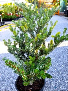 Jedle korejsk - Abies koreana SILBERLOCKE, C 3 l