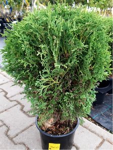 Thuja occidentalis TINY TIM