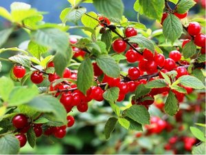 Nanking cherry - Višeň plstnatá - Prunus tomentosa