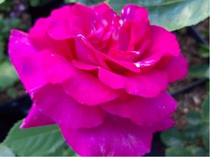 Růže PAROLE - velkokvětá, růžová
