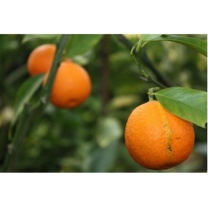 Mandarinka FEDELE - roubovan
