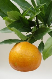 Mandarinka CORSICA 1 -  roubovaná