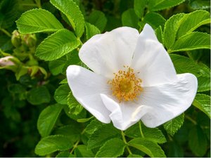 Re svraskal - Rosa rugosa ALBA - bl