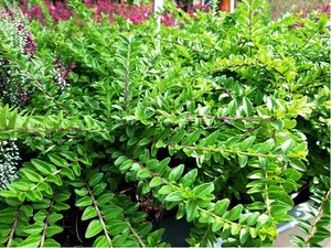 Zimolez leskl - Lonicera nitida MAIGRUEN, C 2 l