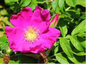 Re svraskal - Rosa rugosa RUBRA - rov