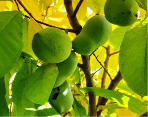 Asimina triloba SUNFLOWER