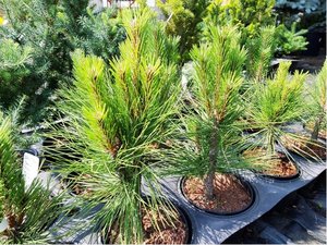 Borovice ern - Pinus nigra PYRAMIDALIS, C 2 l