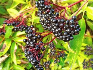 Bez ern - Sambucus nigra HASCHBERG
