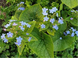 Pomnnkovec velkolist - Brunnera JACK FROST