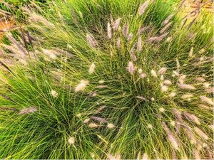 Dochan psrkovit - Pennisetum al. LITTLE BUNNY