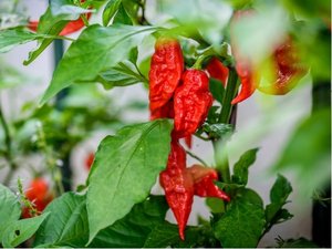 Osivo - Chilli - Primotalii