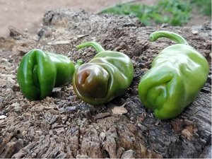 Osivo - Chilli - Red Peter Penis Pepper