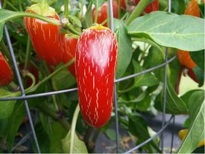 Osivo - Chilli - Jalapeno NuMex Pinata