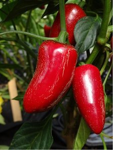 Osivo - Chilli - Jalapeno Jalastar