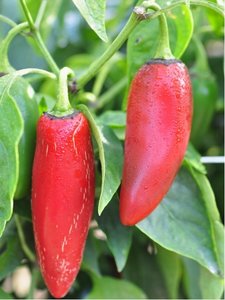Osivo - Chilli - Jalapeno TAM