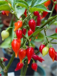 Osivo - Chilli - Chupetinho Alaranjado