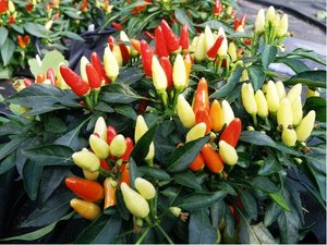 Osivo - Chilli - Stumpy