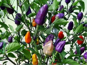 Osivo - Chilli - Chinese Mulit-color