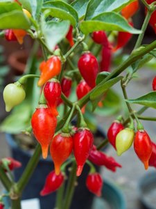Osivo - Chilli - NuMex Twilight