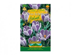 Cibulky - afrn, krokus zahradn PICKWICK, 10 ks