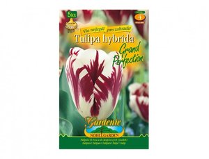 Cibulky - Tulipn rembrandt GRAND PERFECTION, 5 ks