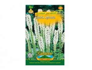 Cibulky - ukarda WHITE, 5 ks