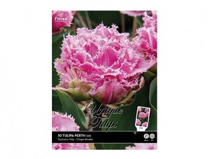 Cibulky - Tulipn tepenit, crispa PERTH, 10ks