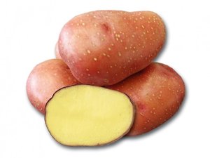 Sadba - Brambory ROSARA - erven, velmi ran 5kg
