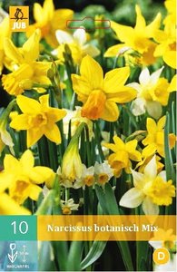 Cibulky - Narcis BOTANICAL MIX, 10 ks