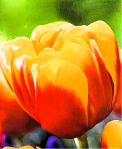 Cibulky - Tulipn SHELL, 7ks
