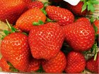 Jilemnice zahradnictví Jilemnice zahradnictví