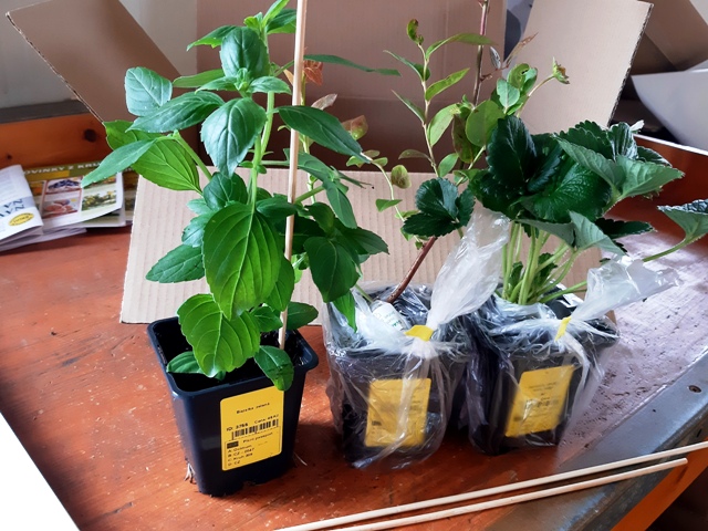 Rostliny připravené k zabalení